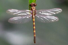 Paragomphus capricornis