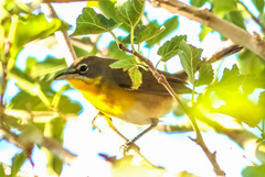Icteria virens