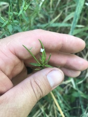 Epilobium ciliatum