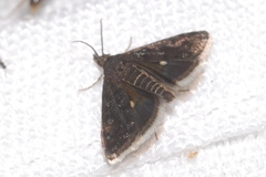 Heliothela wulfeniana