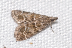 Eudonia mercurella