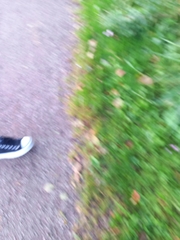 Impatiens glandulifera