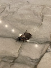 Triatoma sanguisuga