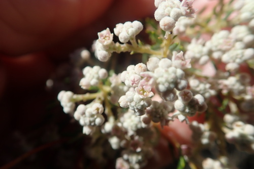 Phylica cryptandroides (Phylica cryptandroides)