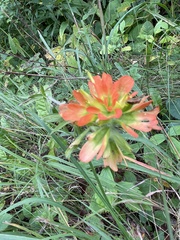 Castilleja coccinea