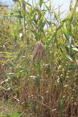 Phragmites australis altissimus