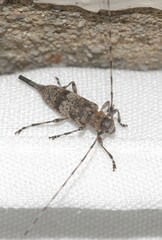 Acanthocinus griseus