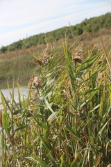 Phragmites australis altissimus