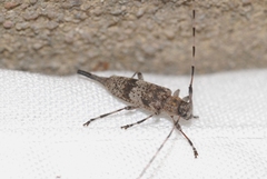 Acanthocinus griseus