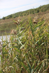 Phragmites australis altissimus