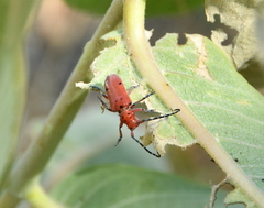 Tetraopes femoratus