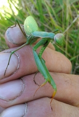 Mantis religiosa religiosa