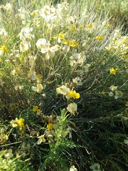 Psilostrophe cooperi