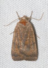 Noctua interjecta