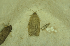 Choristoneura fumiferana