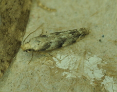 Coleotechnites coniferella