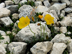 Papaver alpinum