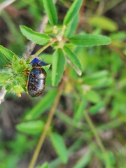Orsilochides guttata