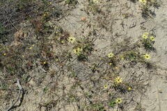 Arctotheca calendula