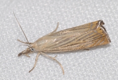 Chrysoteuchia culmella