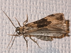 Epirrhoe galiata