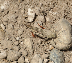 Trimerotropis californica