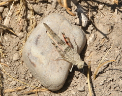 Trimerotropis californica