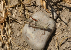 Trimerotropis californica