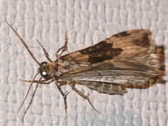 Epirrhoe galiata
