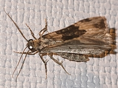 Epirrhoe galiata
