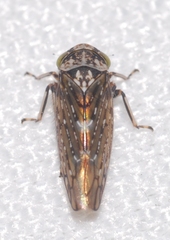 Cicadellidae