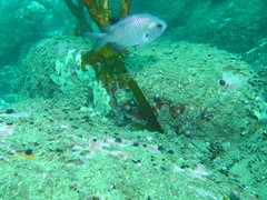 Chromis crusma