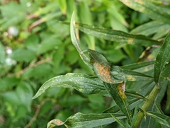 Coleosporium solidaginis