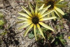 Arctotheca calendula