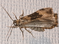 Epirrhoe galiata