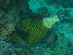 Balistoides viridescens