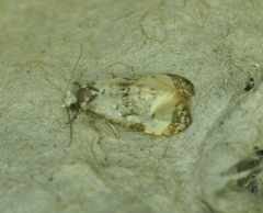 Phalonidia memoranda