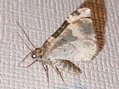 Epirrhoe galiata