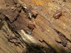 Myrmecophilus pergandei