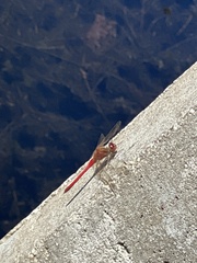 Sympetrum vicinum