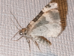 Epirrhoe galiata