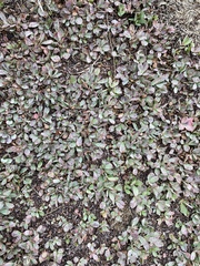 Vaccinium cespitosum