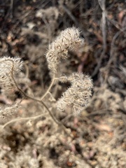 Phacelia cicutaria