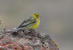 Serinus canaria canaria