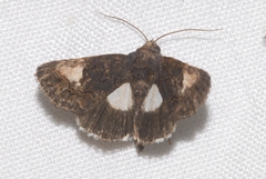 Aedia funesta