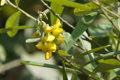 Crotalaria spectabilis