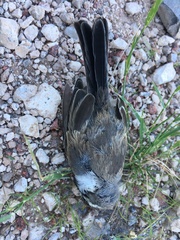 Amphispiza bilineata