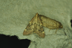 Hypsopygia intermedialis