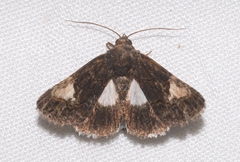 Aedia funesta