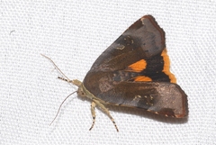 Noctua janthina